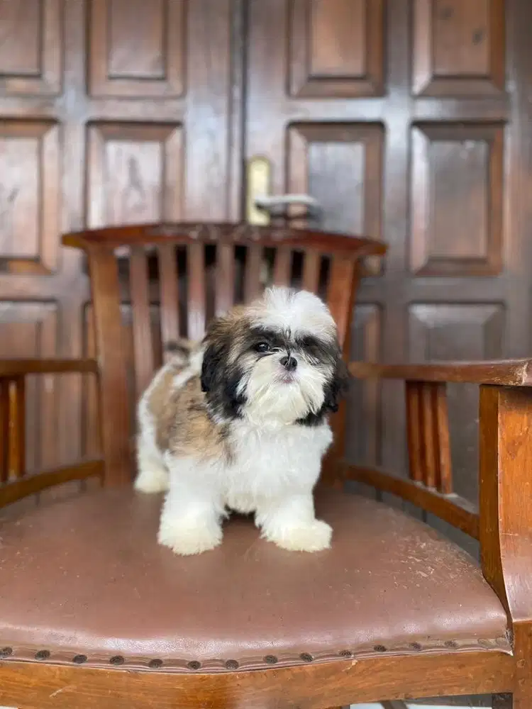 Mini shihtzu 3colours 3bln