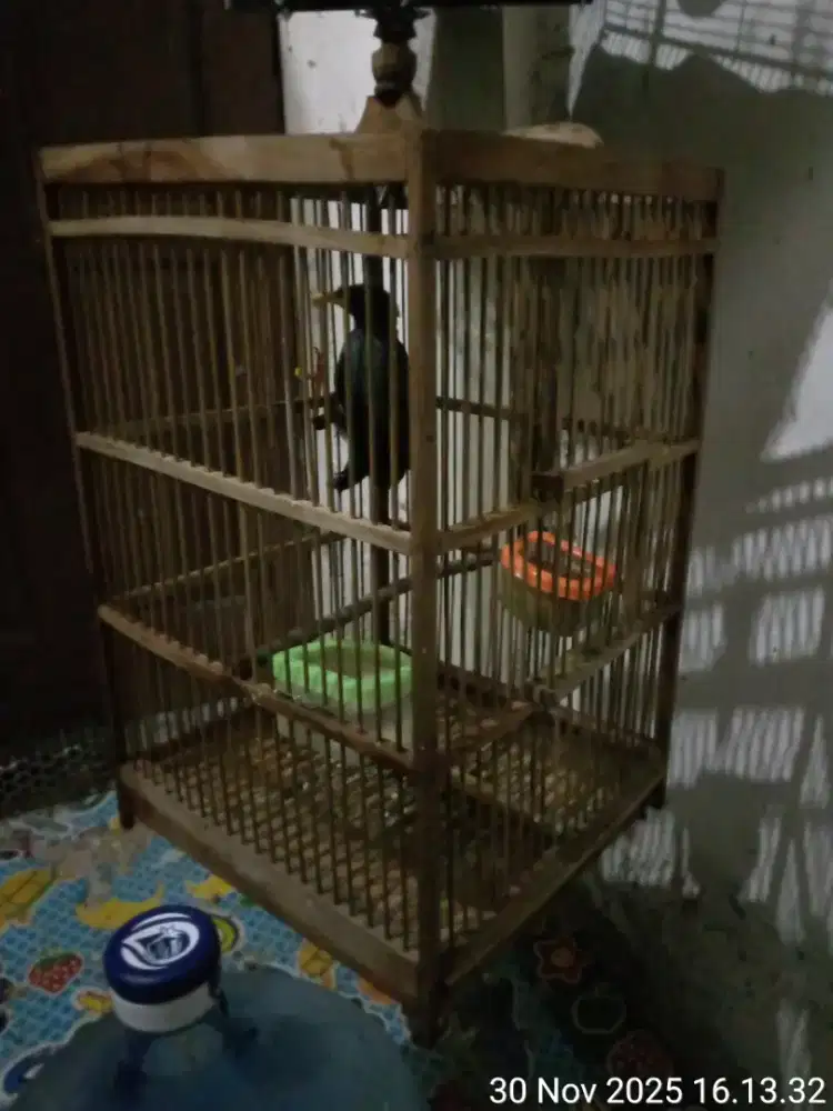 burung jalak kebo mata kuning