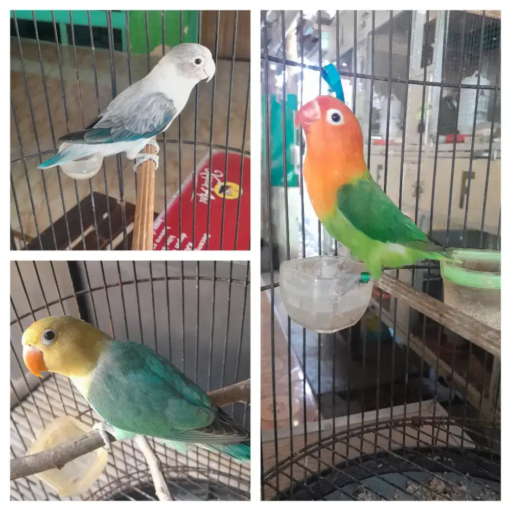 Jual burung lovebird dewasa 4 ekor