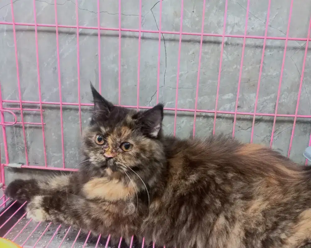 OpenAdopt Kucing Persian