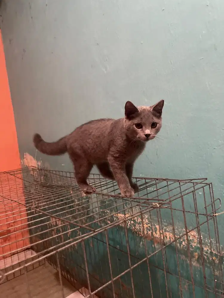 Bsh jantan blue solid 4 bulan