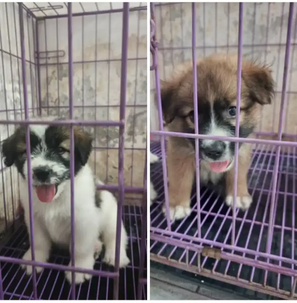 Anjing mix Maltese, betina semua