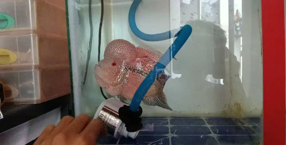 Cencu size kurleb 16-17cm merah merona jenong