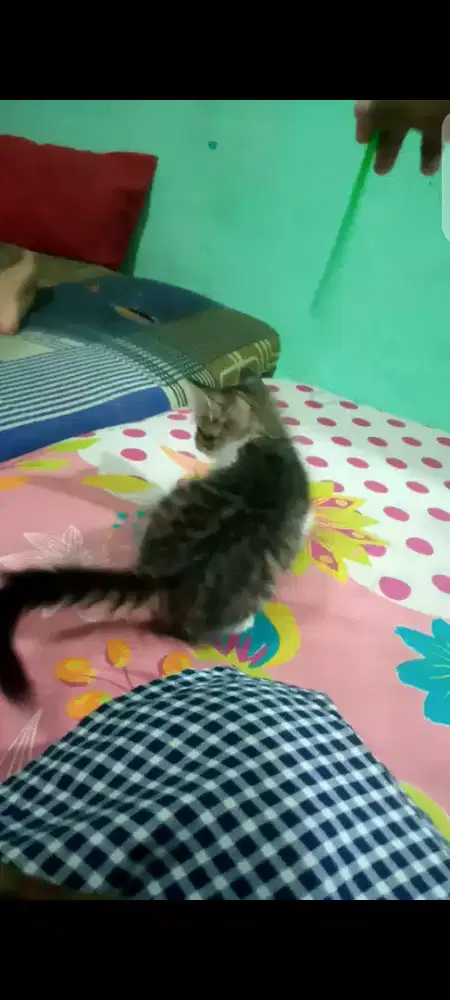 kitten mixdome betina