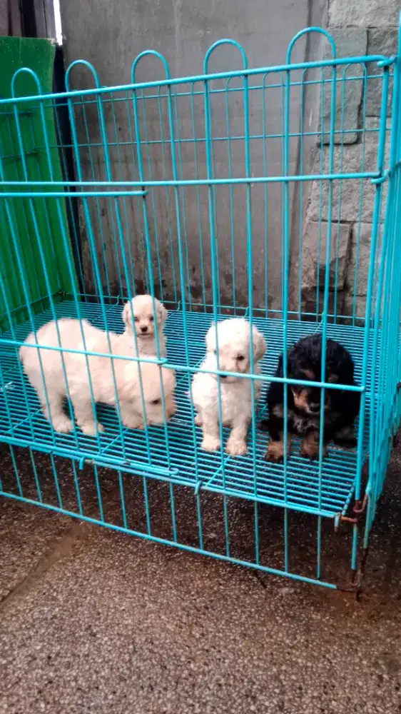 Toy Poodle Betina/Jtn