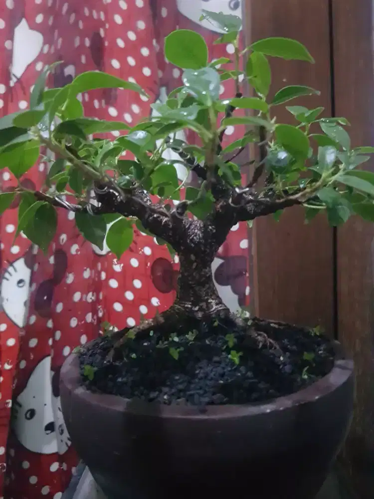 Bonsai kimeng sudah pakai pot