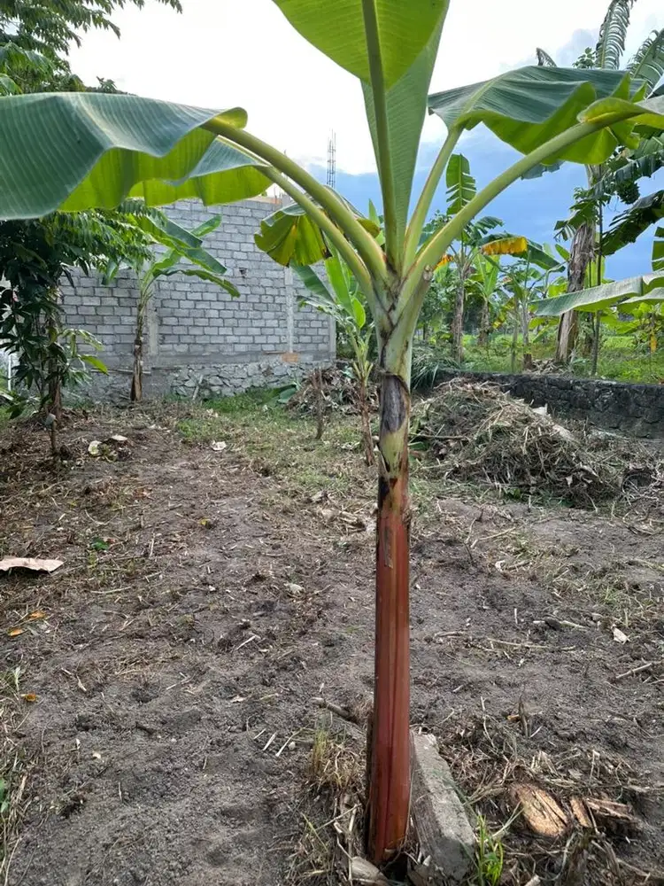 NEGO DIJUAL tanah dkt UAD Kampus 4 Terpadu RingRoad Selatan