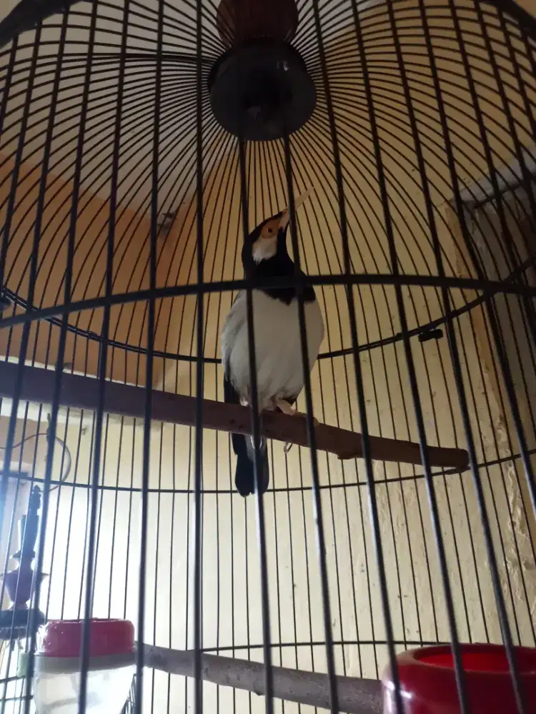 JALAK SUREN JAWA HARI'AN RAJIN JUAL FS NO KERODONG