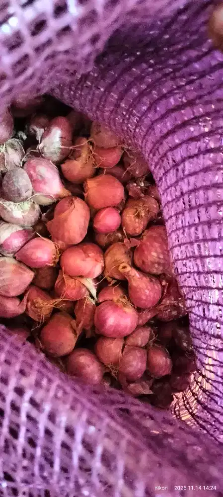 Bawang merah Enrekang