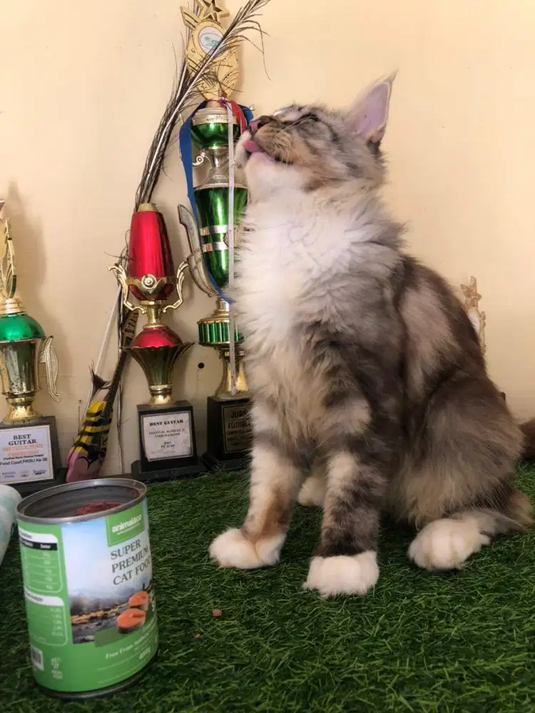 KUCING RAS MAINECOON