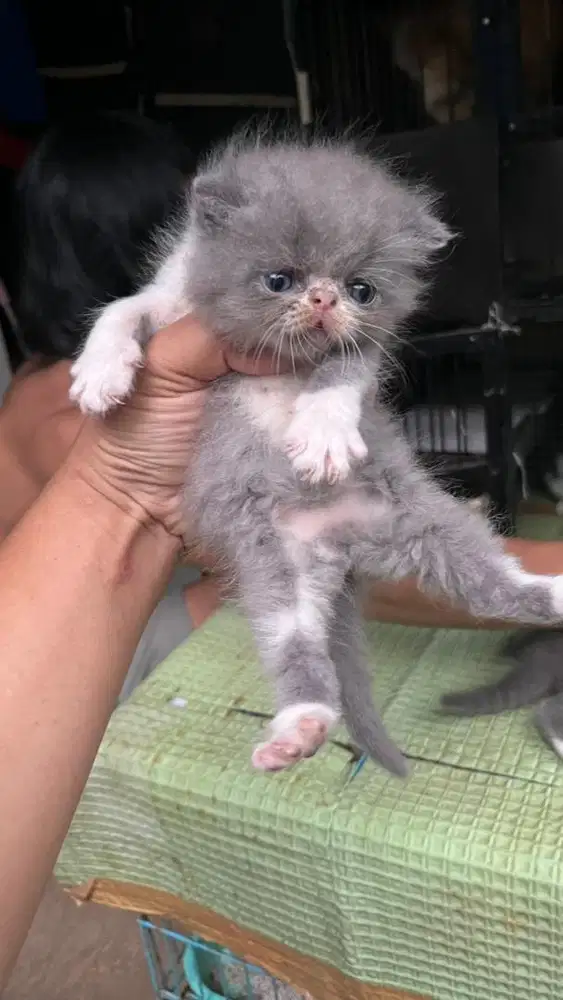 Kitten peaknose blue white