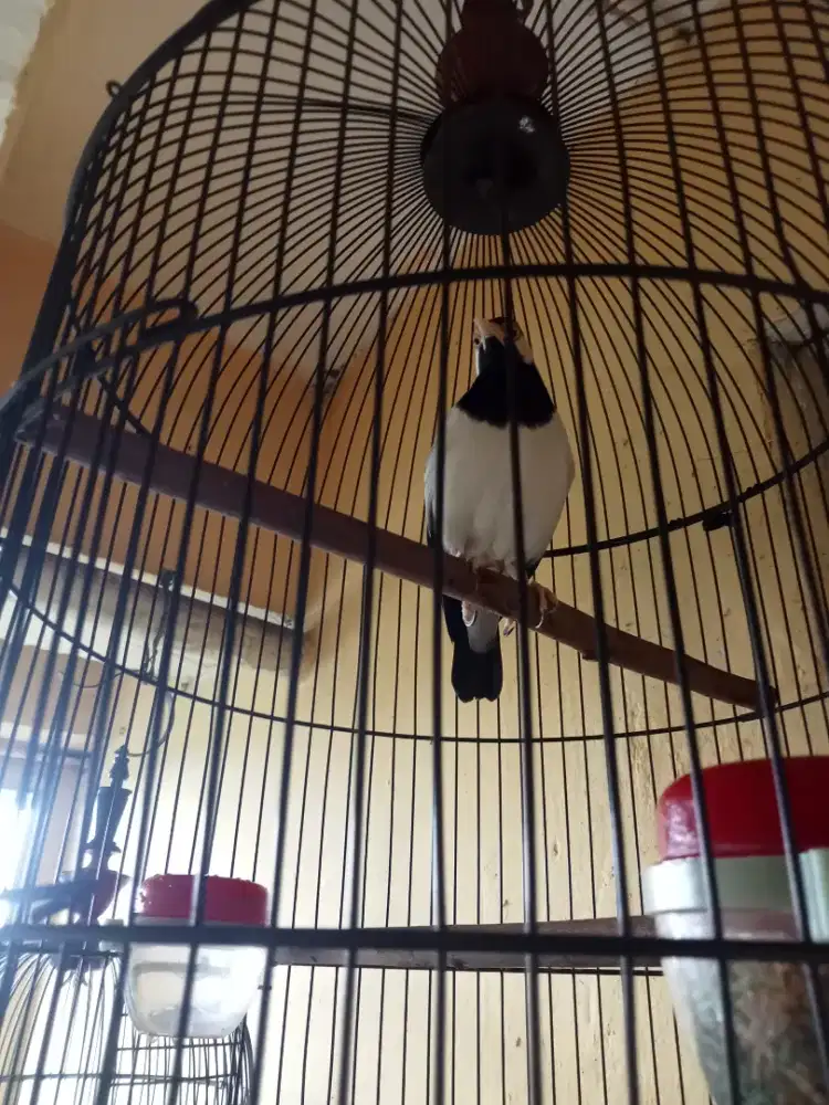 JALAK SUREN JAWA HARI'AN RAJIN JUAL FS NO KERODONG SIAPA CEPAT SJA.