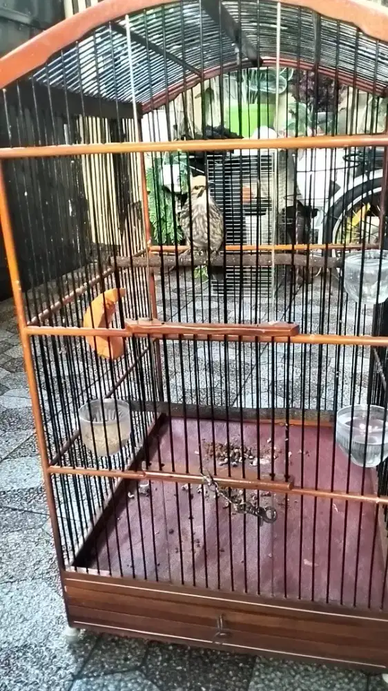 Cucak Rowo hutan body besar