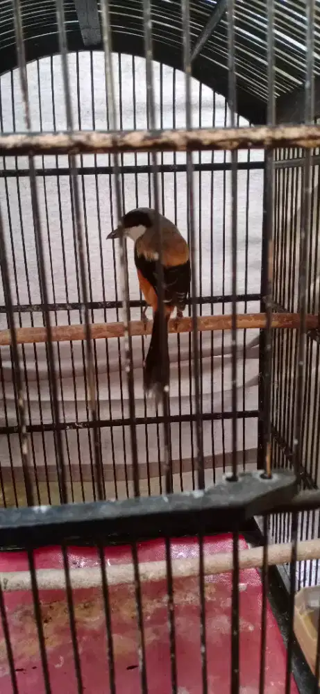 Penren jawa timur fulset tanpa krodong