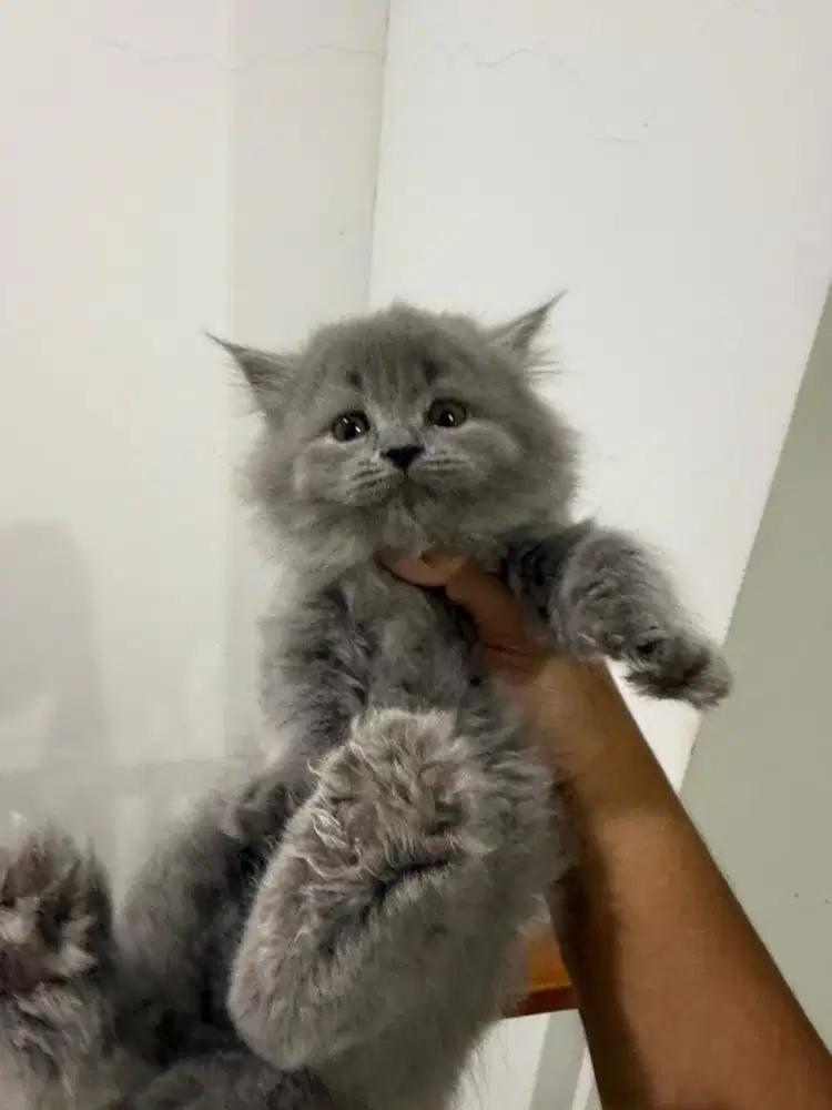 Open adopt british short hair british long hair