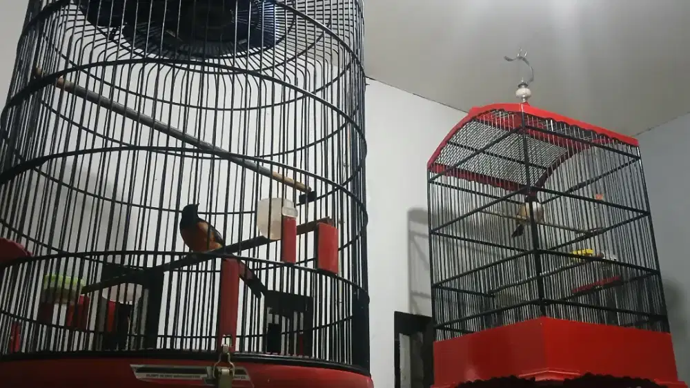 BURUNG MURAI BATU MEDAN