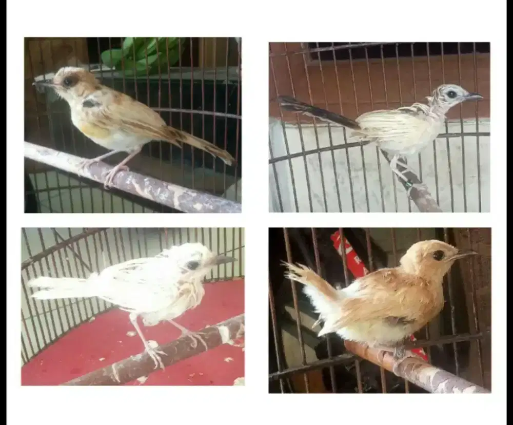 Murai batu creamino trotol