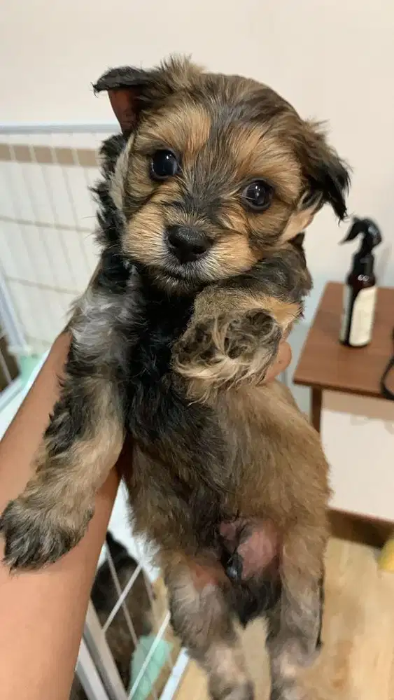 Maltipo Puppy ( Male & Female )