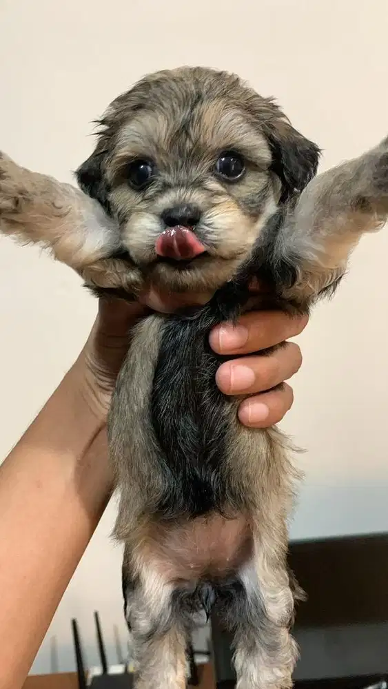 Maltipo Puppy ( Male & Female )