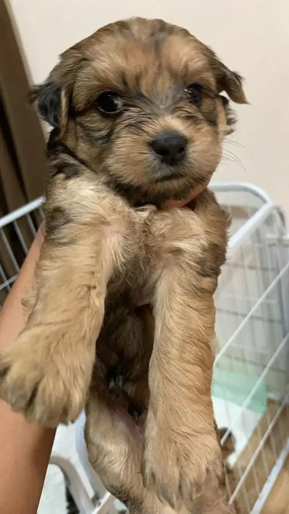 Maltipo Puppy ( Male & Female )