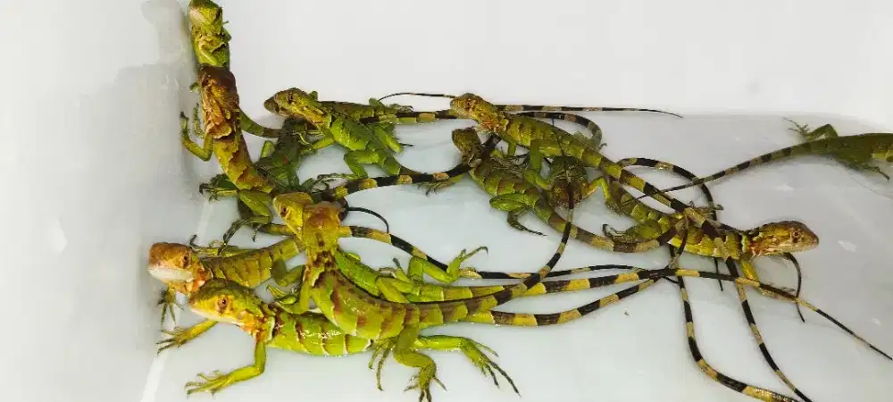 Iguana baby Ready for sale