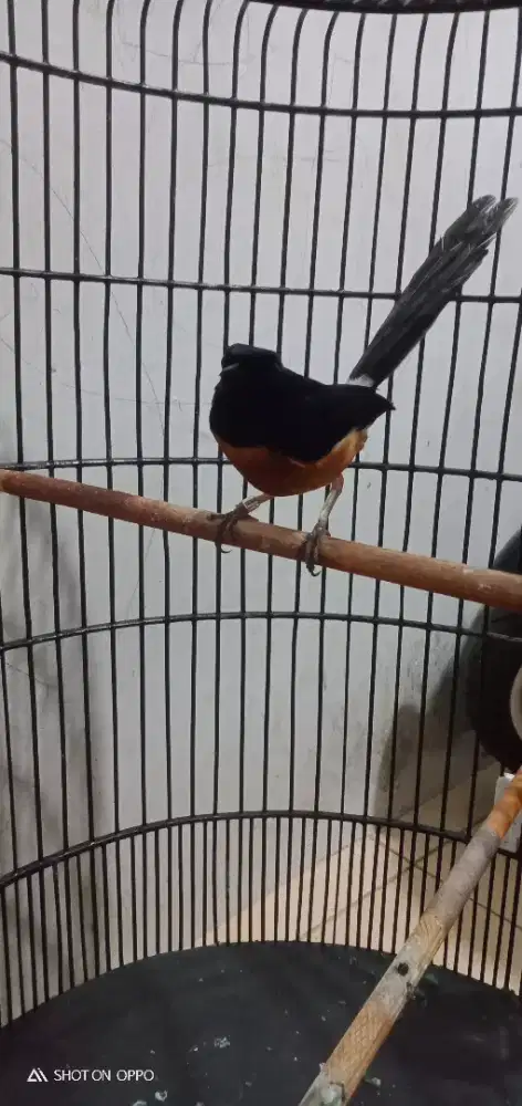 Di jual murai 4 x mabung fullset