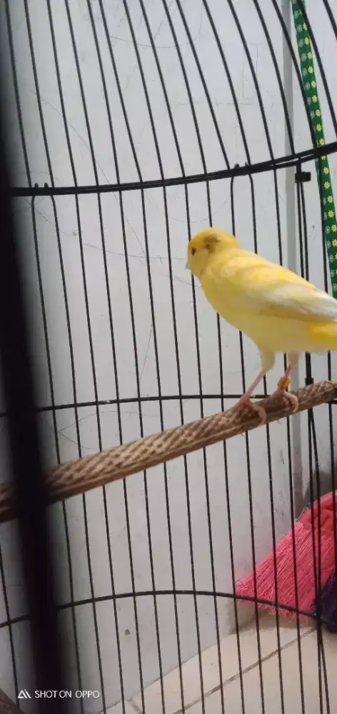 Jual santay kenari Afs ring  gacor fullset