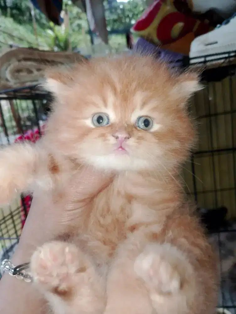 Adopsi kucing Persia kitten