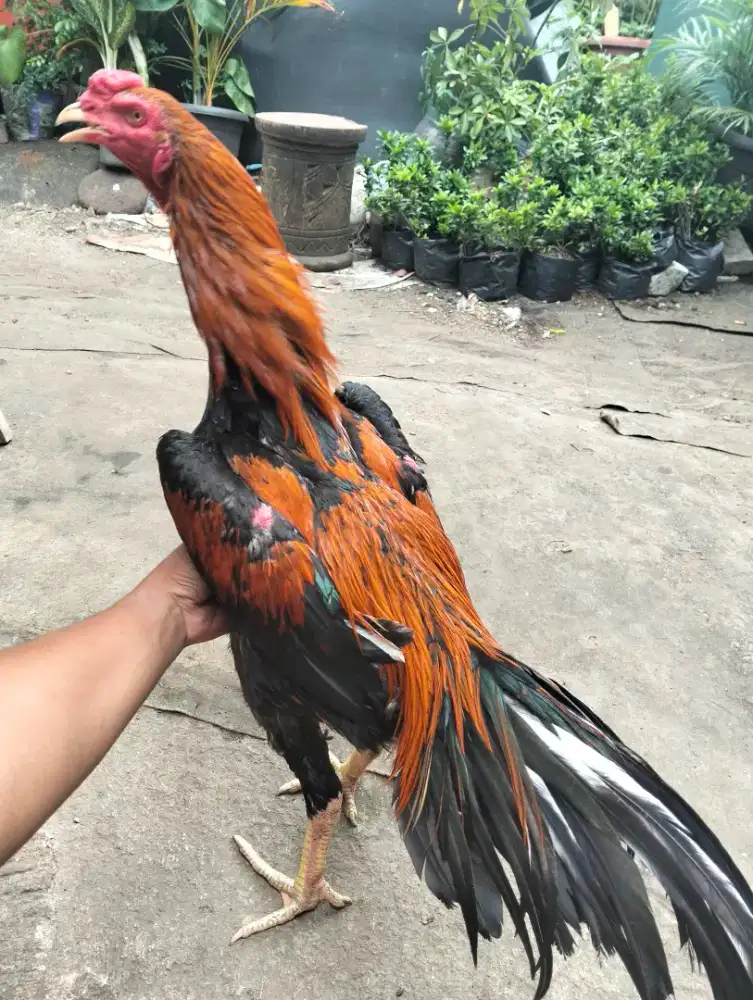 Ayam Bangkok klasik