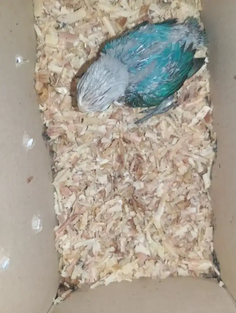 LOLOHAN BIOLA BLUE / INO - USIA 1 BULAN.