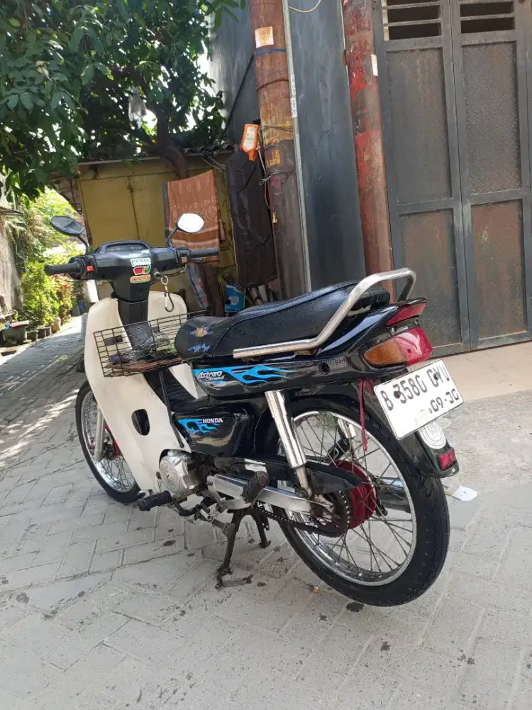 Astrea pajak idup panjng lengakp