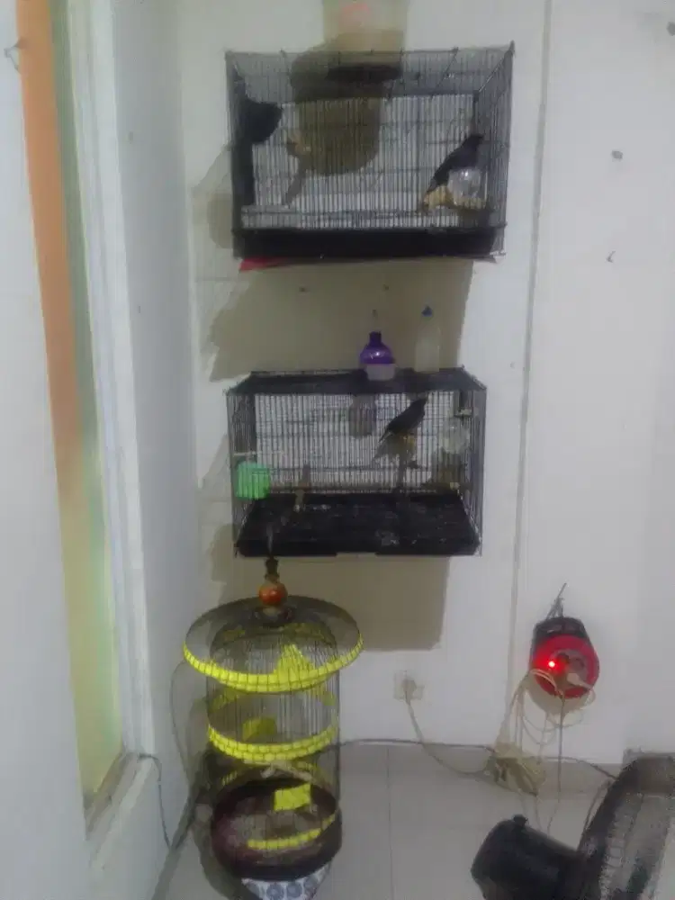 Dijual Borongan 2 e Jalak Kebo Gacor + 3 Sangkar Besi