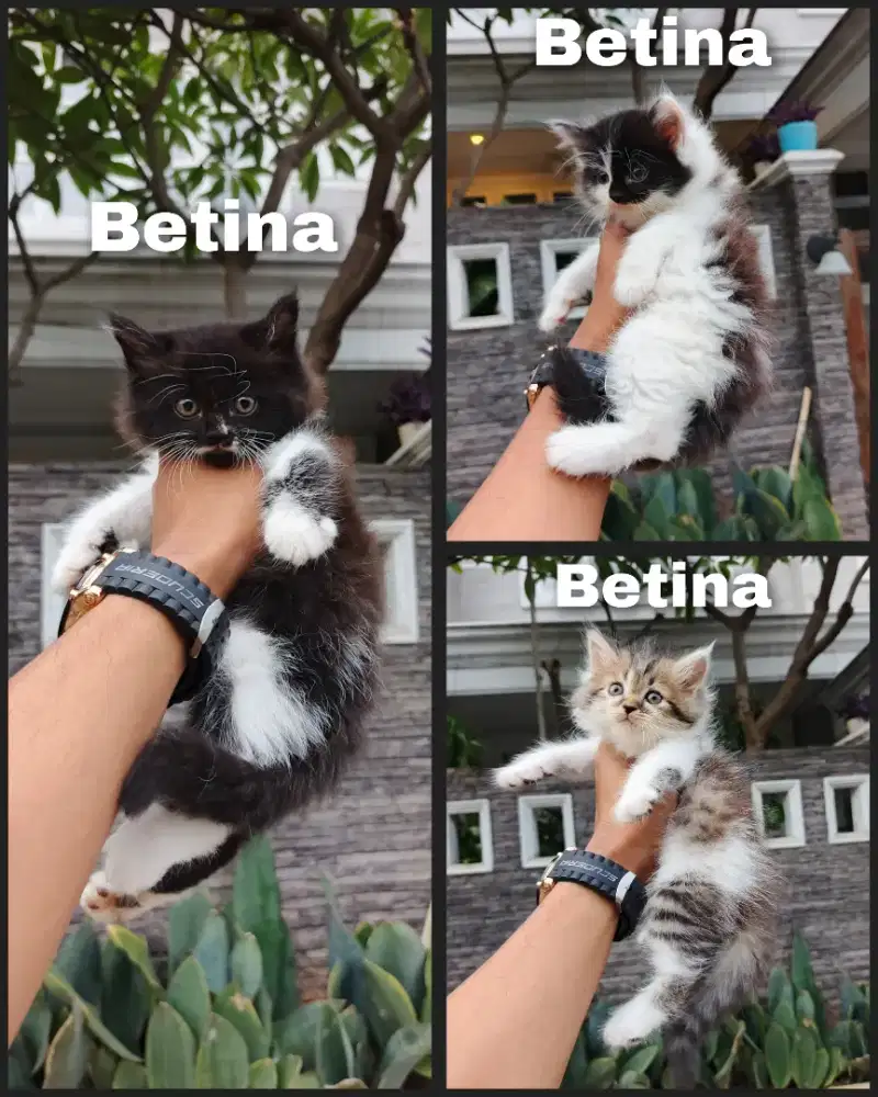 Kitten persia Longhair bulu kapas