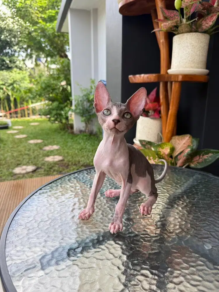 Kucing Sphynx Kitten Jantan