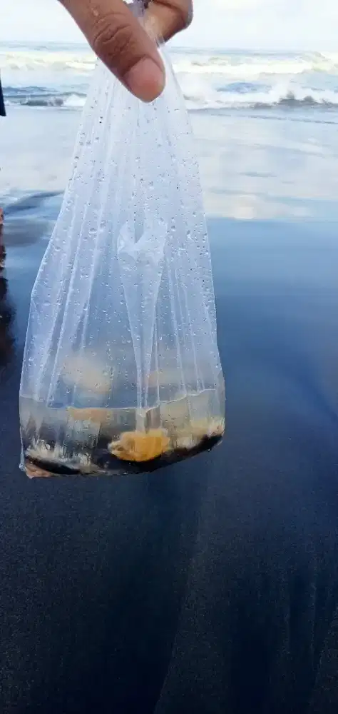 Cari tukang potong daging ayam