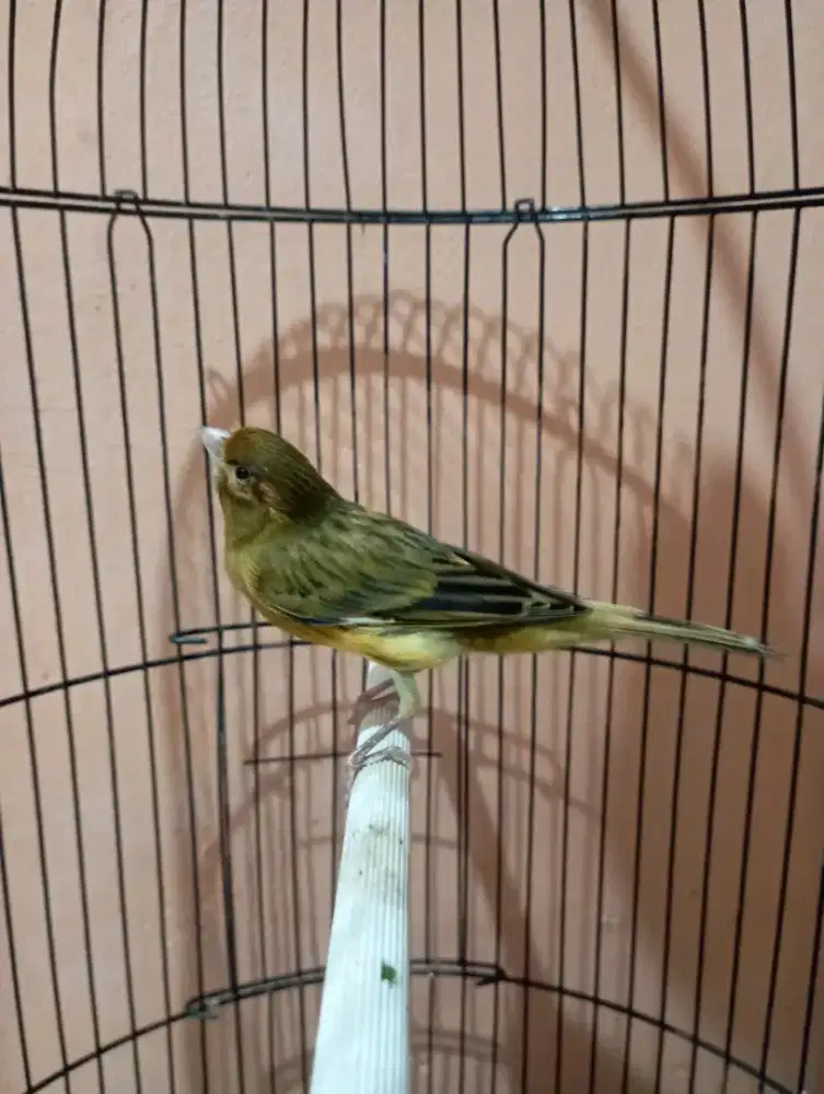 Burung kenari gacor mulus