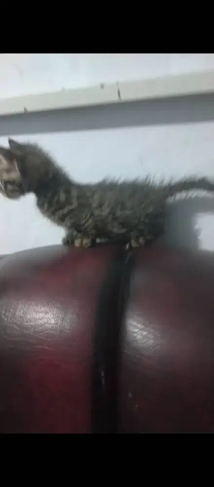 Kitten munckin usia 1 bulan