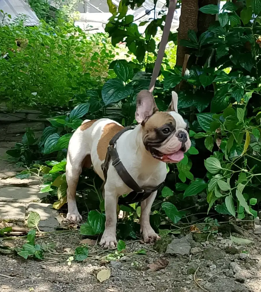 Dijual french bulldog/frenchie JANTAN STB