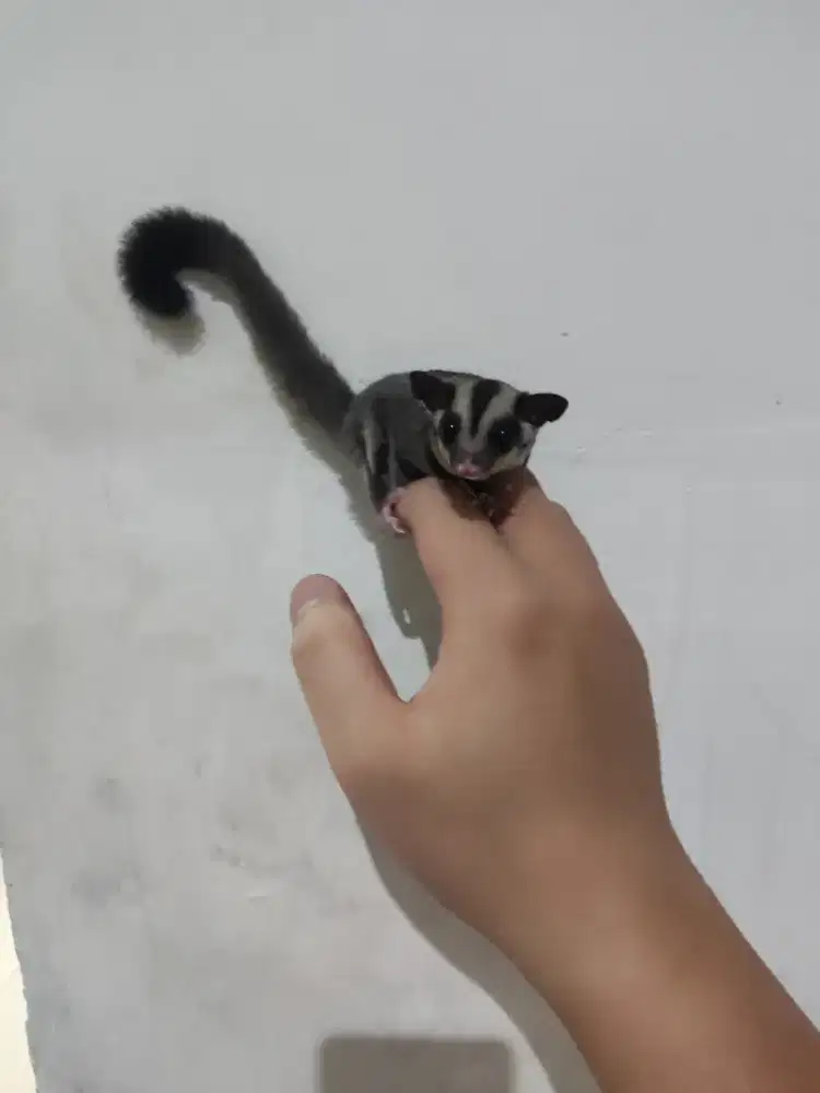 Sugar Glider Joey