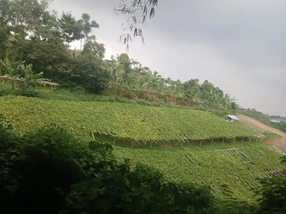 TANAH KEBUN 1820 METER [130 TUMBAK]