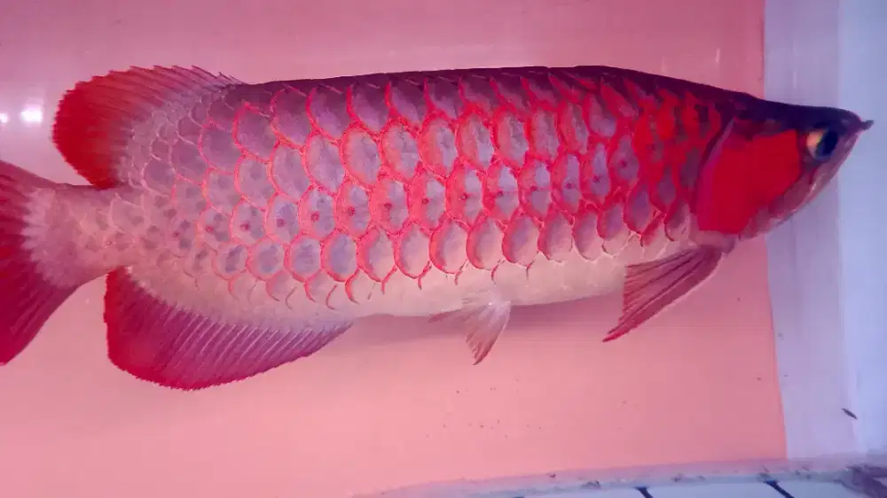Arowana super red