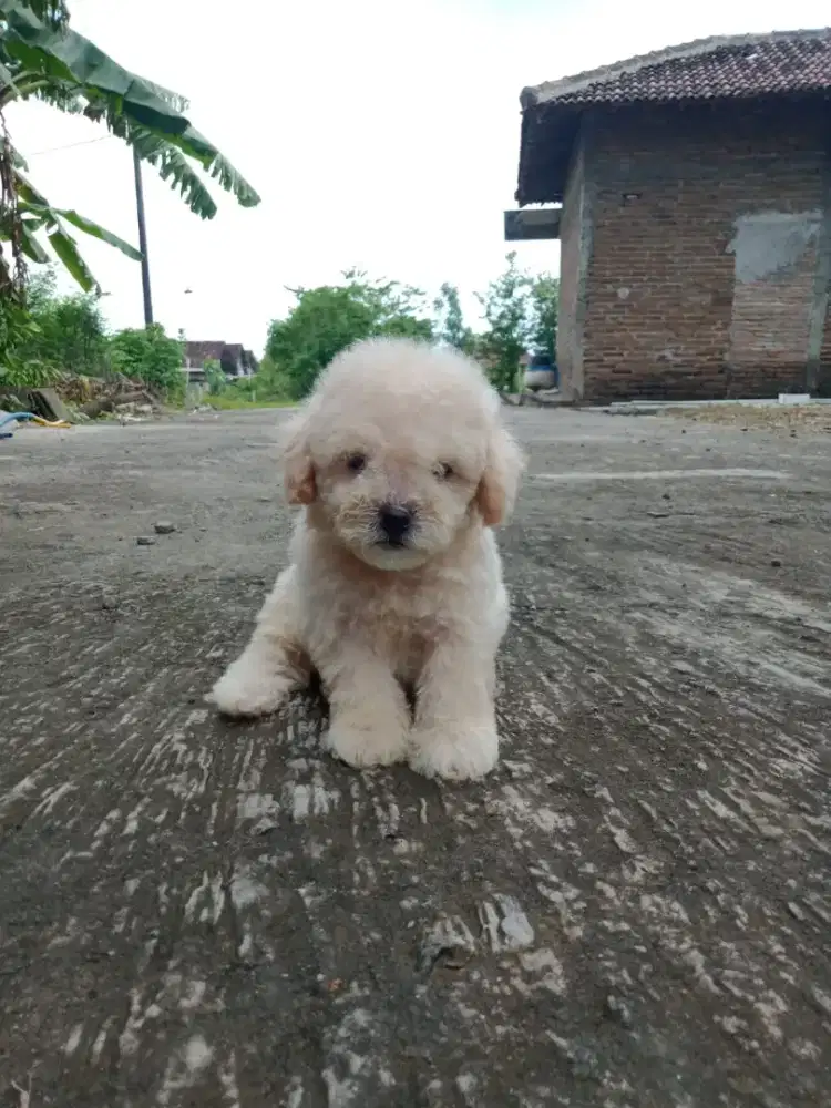 Puppies poodle tiny super cobol