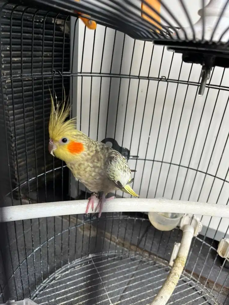 Burung falk australia dewasa