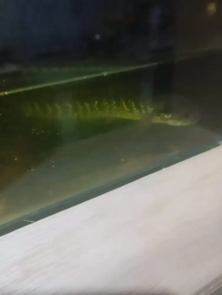 Chana asiatica spek kontes ukuran 15 cm