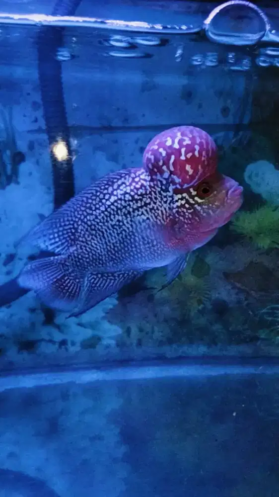 Louhan super red magma