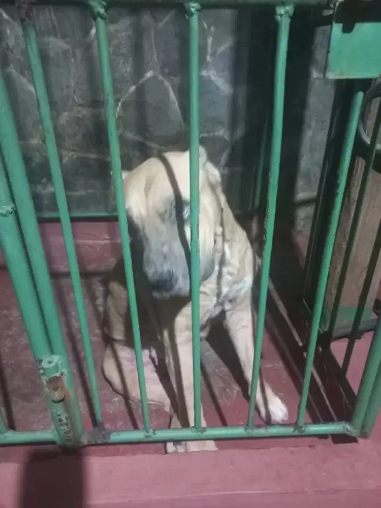 Anjing American Pitbull