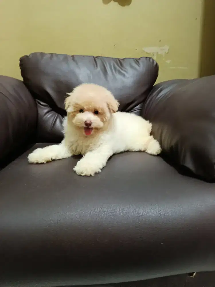 Toy poodle putih