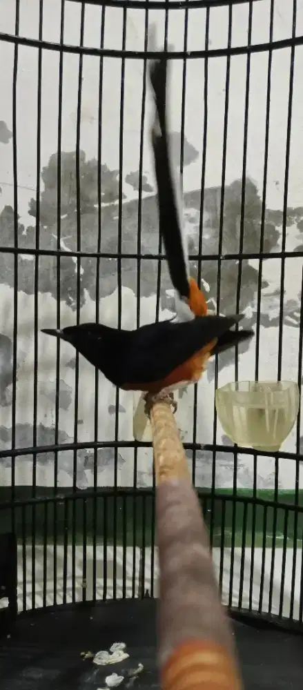 mb mh body big kaki hitam