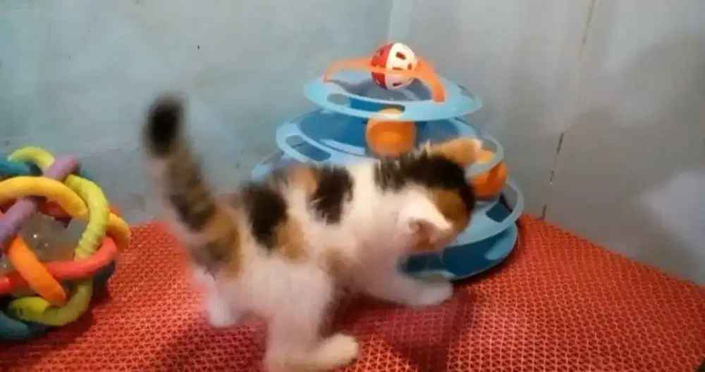Kitten Mixdom betina calico Ganti pakan