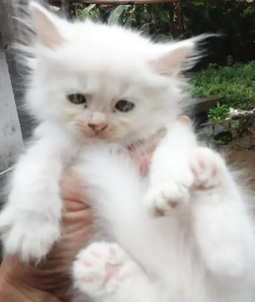 Kitten persia medium